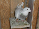 DSCN1321