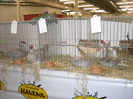 SDC12608