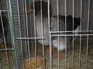 SDC12666