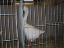 SDC12667