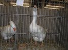 SDC12668