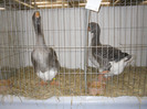 SDC12670