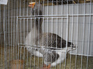 SDC12672