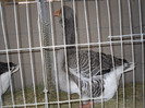 SDC12674