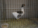 SDC12677