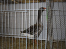 SDC12678