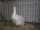 SDC12679