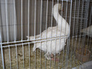 SDC12681