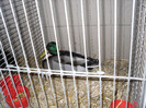 SDC12683