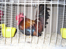 SDC12371