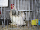 SDC12376