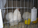SDC12379
