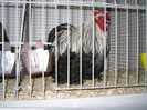 SDC12384