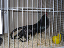 SDC12387
