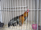 SDC12390