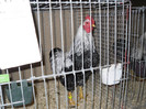 SDC12395
