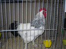 SDC12403