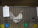 SDC12409