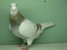 Mascul 2011