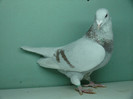 Mascul 2011