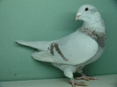 Mascul 2011