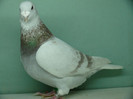 Mascul 2011