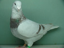 Mascul 2011