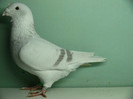Mascul 2011