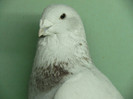 Mascul 2011