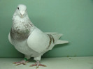 Mascul 2011