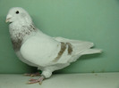 Mascul 2011