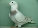 Mascul 2011