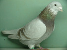Mascul 2011