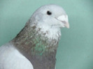 Mascul 2011