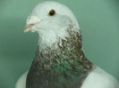 Mascul 2011
