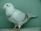 Mascul 2011