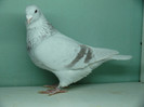 Mascul 2011