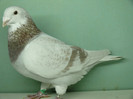 Mascul 2011