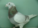Mascul 2008