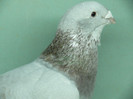Femela 2010
