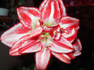DSCN2218