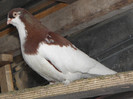 vandut