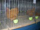 STAND ORPINGTON GALBEN