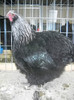 ORPINGTON HERMINAT INCHIS