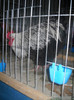 ORPINGTON HERMINAT INCHIS