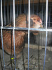 ARAUCANA