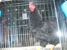 BALNEVERDE