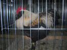 FAVEROLLES SOMON
