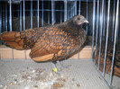 SEBRIGHT AURIU