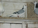 Picture 337
